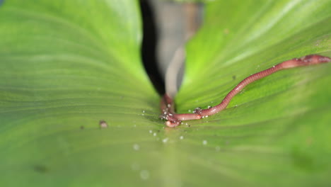 Lange-Regenwürmer-Kriechen-Auf-Der-Oberfläche-Eines-Grünen-Blattes