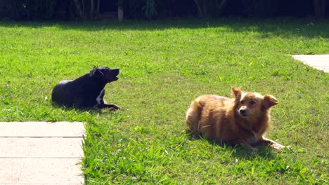 Zwei-Mischlingshunde-Kauen-Unter-Der-Sonne-Einen-Knochen-Auf-Dem-Gras