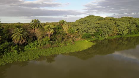 Aerial-dolly-left-of-vegetation-beside-pond-in-Costanera-Sur-ecological-reserve,-Buenos-Aires
