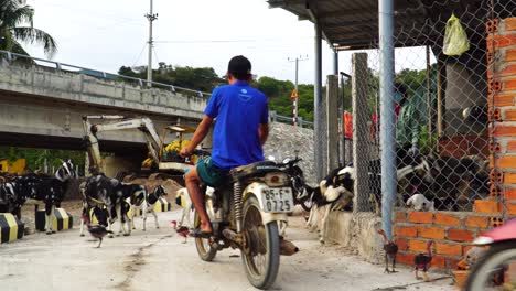 Ziegenherden-Blockieren-Lokale-Straßen-In-Vin-Hy,-Vietnam