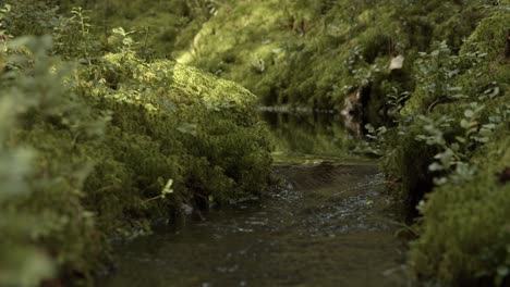Little-stream-flows-trough-a-forest-in-Sweden