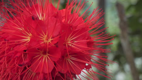 Flor-De-Color-Rojo-Que-Florece-En-La-Selva-Tropical-De-Ecuador,-Abejas-Volando-Y-Recolectando-Néctar---Macro
