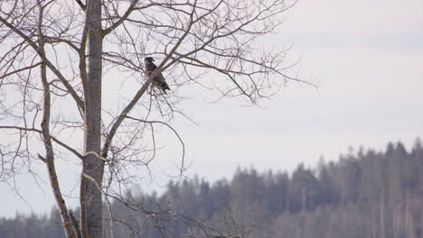 White-tailed-sea-eagle-observes-from-a-tree-in-Sweden,-static-wide-shot