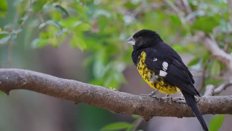 A-Black-backed-Grosbeak-Perched-on-a-Branch-Looking-Around