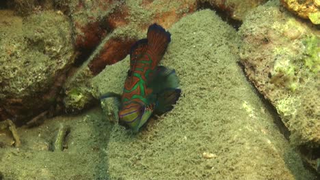 Mandarin-Fish-swimming-over-sandy-reef-in-Palau-Island