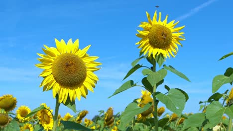 Verkleinern-Sie-Sonnenblumen-Mit-Bienen-Auf-Einem-Großen-Sonnenblumenfeld-Aus-Niedriger-Perspektive