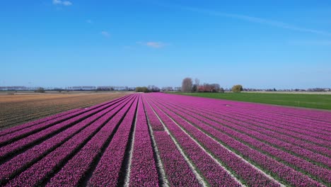 Blue-Sky-And-Tulip-Field-Landscape-In-Zuid-Beijerland,-Netherlands,-Europe---aerial-shot