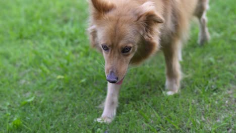 Close-up-of-mixed-breed-dog-walking-towards-the-camera,-Slow-motion
