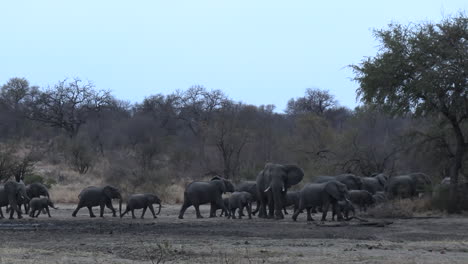 Wide-view-of-large-herd-of-elephants-walking-into-bush-in-South-Africa