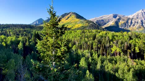 Flying-through-the-pine-forest-with-the-golden-colors-of-autumn-in-the-aspen-grove-on-the-mountain-slope---aerial-pull-back-view