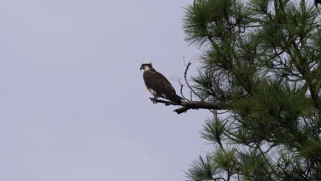 An-osprey-sits-on-a-branch-in-ponderosa-pine