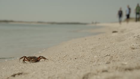 Crab-on-the-beach-of-Sylt-walks-towards-the-North-Sea