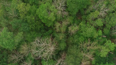 Aerial-of-Bush-Park-forest-in-Houston,-Texas