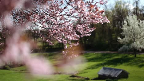 Kirschblüten-Wehen-Im-Wind