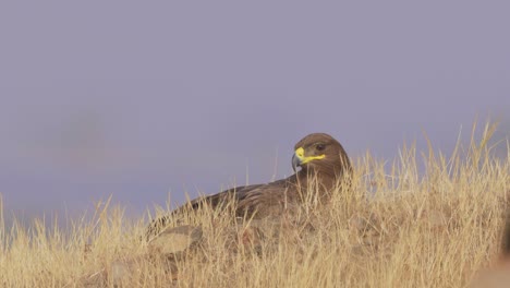 Steppe-Eagle-Anting-In-The-Middle-Of-Field-At-Daytime