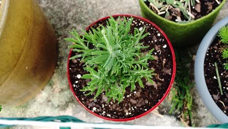 Lavender--plant-in-the-pot