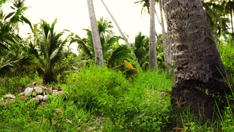 Close-up-of-tree-trunks-inside-a-field-with-coconut-palms