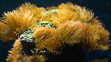 Wunderschöne-Gelbe-Seeanemone-In-Bewegung-Im-Tiefen-Ozean-Bei-Sonnenlichtreflexion,-Nahaufnahme