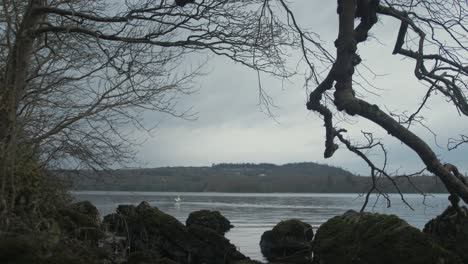 Island-shoreline-in-Winter-Lone-swan-on-lake-Establishing-landscape-Shot-4k
