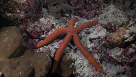 Orange-Starfish-lying-on-coral-reef-at-night-in-the-Philippines