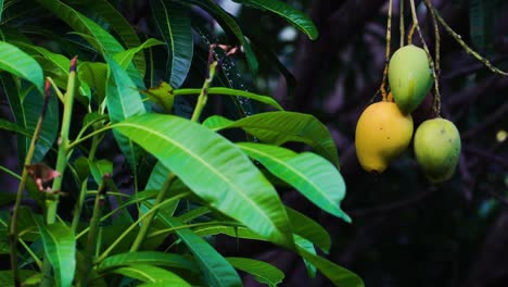 Close-up-of-Mangoes-hanging-from-a-tree