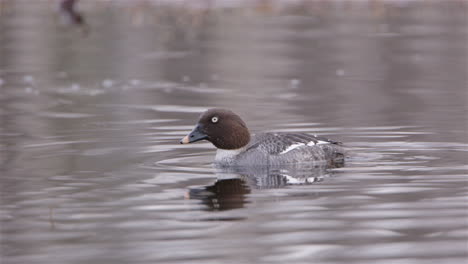 A-common-goldeneye-duck-diving-for-food-in-a-river-in-Sweden