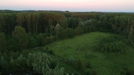 Flock-of-cows-grazing-in-meadow-surrounded-by-dense-forest,-aerial-evening-view