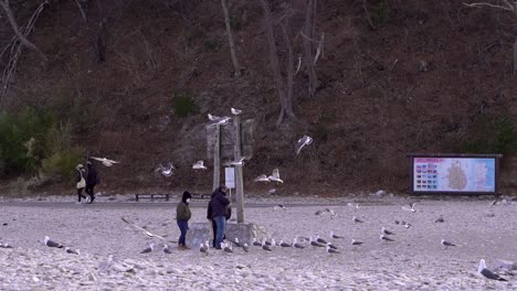 Seagulls-flying-around-people-in-slow-motion