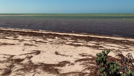 Seaweed-at-the-beach-in-yucatan-Mexico