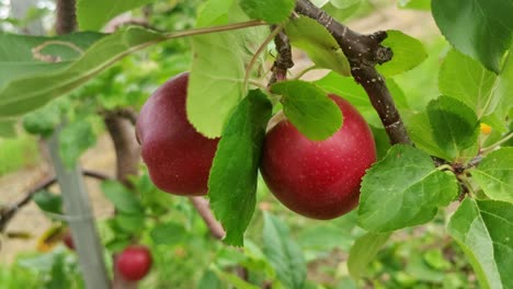 Red-apple-fruit-hanging-from-green-branch-and-swinging-with-wind-in-the-orchard---Handheld-closeup