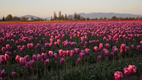 Moving-through-field-of-pink-tulips