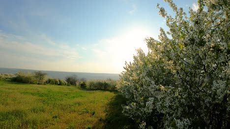 Weiße-Kirschbäume-Blühen-Vor-Strahlend-Sonnigem-Morgen-Auf-Ländlichen-Feldern