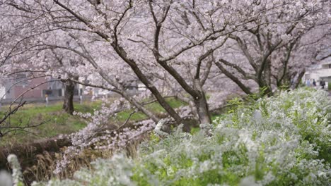 Sakura-Petals-Blowing-in-Breeze-in-Slow-Motion,-Japan-Spring-Scene