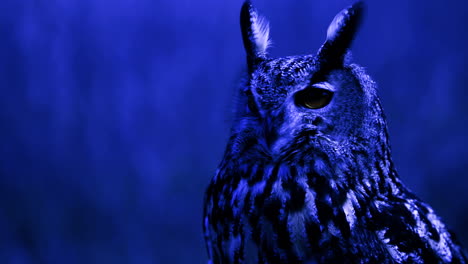 Eagle-Owl-turning-head-at-night-in-dark-forest---hunting-bird-of-prey