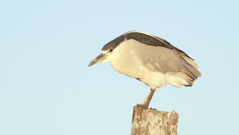 Close-up-of-Night-Heron-perched-on-pole-enjoying-sunset-during-windy-day