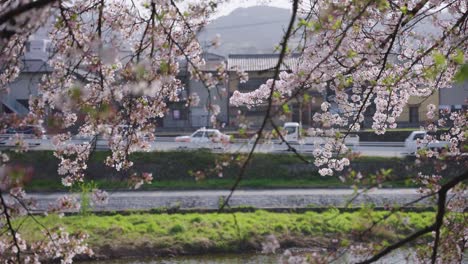 Flores-De-Cerezo-De-Sakura-En-Cámara-Lenta,-Calles-De-Kyoto-En-Segundo-Plano,-Japón