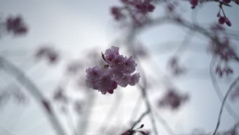 Blooming-Japanese-weeping-cherry-blossom-against-sky---Japan-Sakura-tree-and-flowers-4k