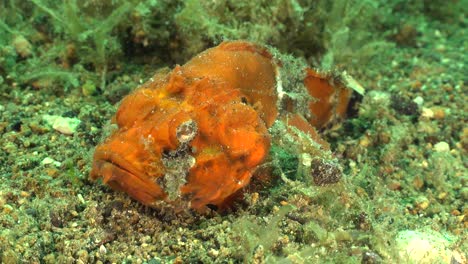 Wide-angle-shot-of-an-orange-Humpback-Scorpionfish-in-the-Philippines