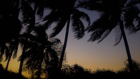 Silhouette-palm-trees-blow-in-wind-at-dusk-in-Caribbean,-long-shot