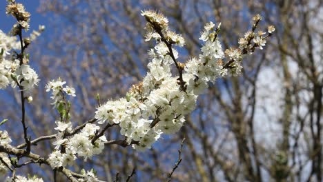 Blackthorn,--Prunus-spinosa,-in-flower.-Spring.-UK