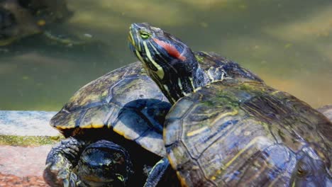 Close-up-of-two-red-eared-slider-sunbathing-near-water-tank