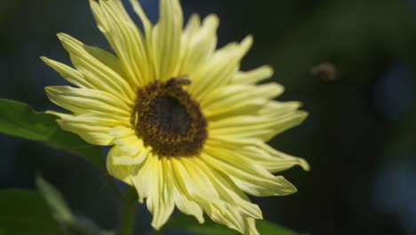 Nahaufnahme-Von-Zwei-Honigbienen,-Die-Hart-Arbeiten-Und-Süßen-Nektar-Aus-Einer-Sonnenblume-Saugen,-Pollen-Verbreiten-Und-Davonfliegen,-Botanischer-Garten