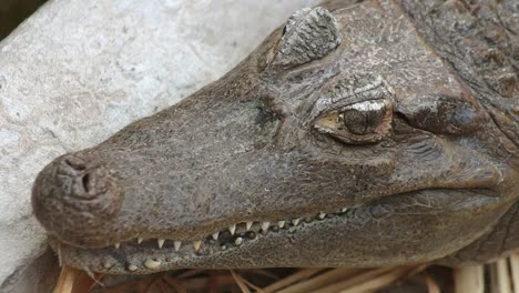 American-Alligator-close-up-headshot,-closing-jaw,-bite