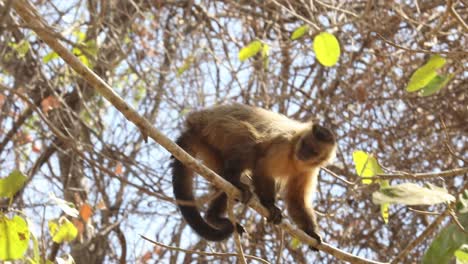 A-Capuchin-monkey-climbs-amid-the-treetops-in-the-Brazilian-Pantanal