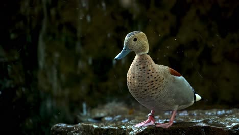 Slow-motion-shot-of-wild-male-Ringed-Teal-Duck-in-front-of-crashing-waterfall-in-South-America---Callonetta-Leucophrys-species