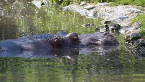 Hippopotasmus-Family-cooling-in-lake-during-hot-summer-day-in-national-park-in-Africa