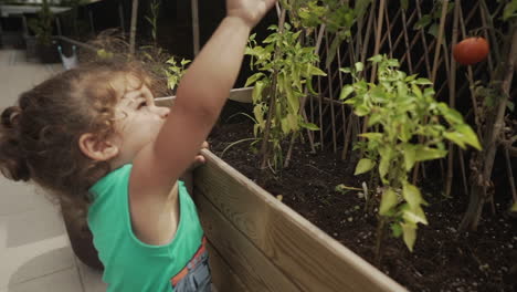 Toddler-Picking-A-Red-Tomato-From-Branch-Of-Tomato-Plant-Inside-Wooden-Vegetable-Pot-At-Home---Sustainability-Concept