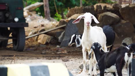 Rural-goats-wondering-a-construction-site-in-Vin-Hy-Vietnam