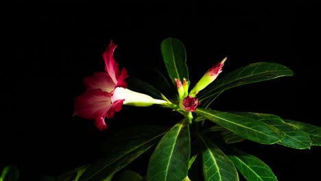 Blossoming-Desert-rose,-Adenium-obesum,-time-lapse-with-rotational-motion-control-as-plant-flowers-with-vivid-pink-red-flowers