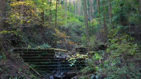 Tilt-down,-forest-to-small-steam-runoff,-Kumano-Kodo-Japan